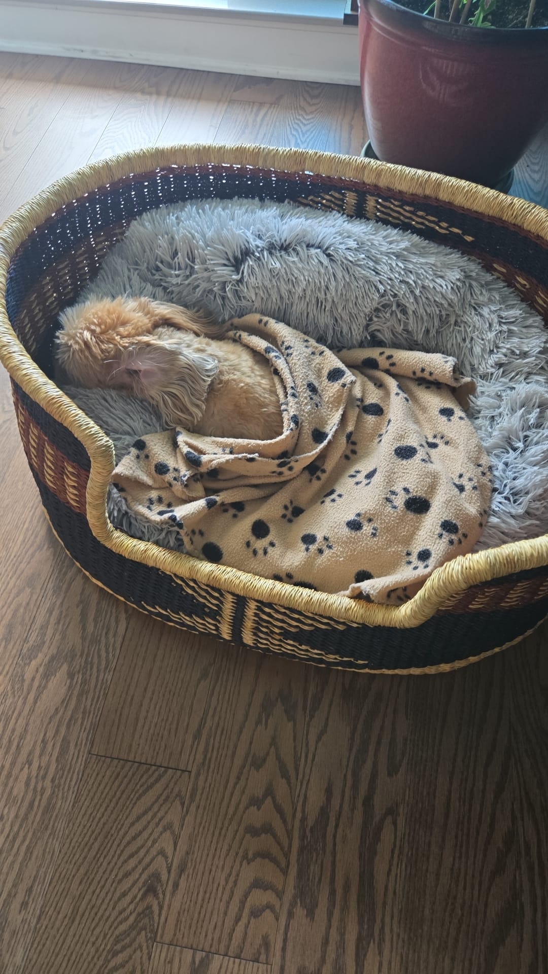 Dog Bed